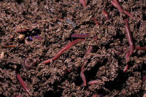 Worms And Gardening Passport To Sustainability