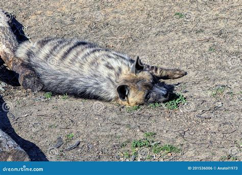 One Large Gray Wild Hyena Lies On The Ground Stock Photo Image Of