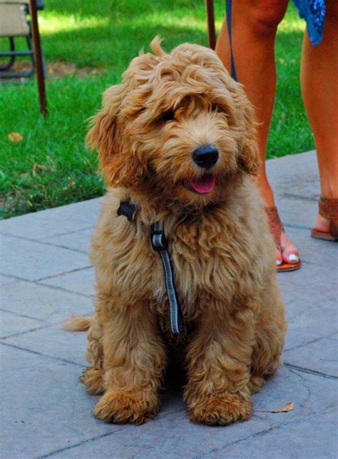 Cream/red colors are in essence recessive dominant, if that makes sense. 11 best Merle Goldendoodle of Smeraglia images on ...