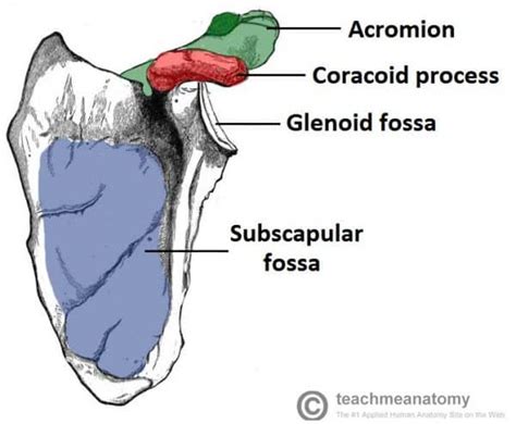The Scapula Surfaces Fractures Winging Teachmeanatomy
