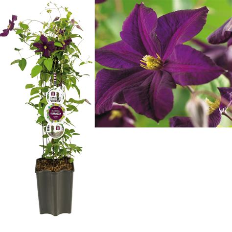 How to plant clematis in containers. Clematis climbing plants large-Flowered - FloraStore