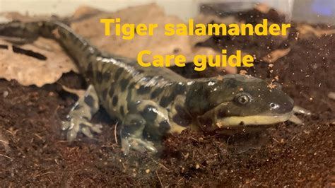 Tiger Salamander Care Guide Youtube
