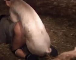 Mulher fazendo sexo anal com porco Xvídeos Porno