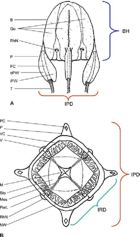 Figure 1 From Critical Evaluation Of Characters For Species