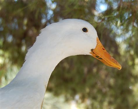 The pekin duck is the most popular duck in america. Kerry