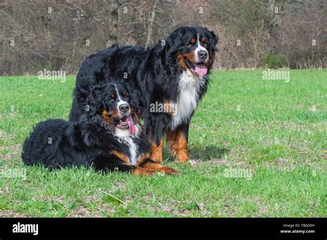 2 Bernese Mountain Dogs Stock Photo Alamy