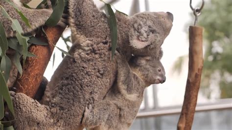 Urgent Efforts In Place To Save Koalas From Extinction Youtube