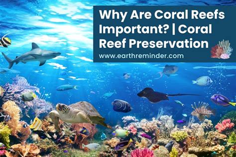 Why Are Coral Reefs Important Coral Reef Preservation