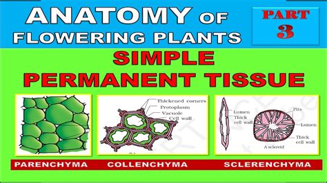 Simple Permanent Tissue Anatomy Of Flowering Plants Part 3 Neet