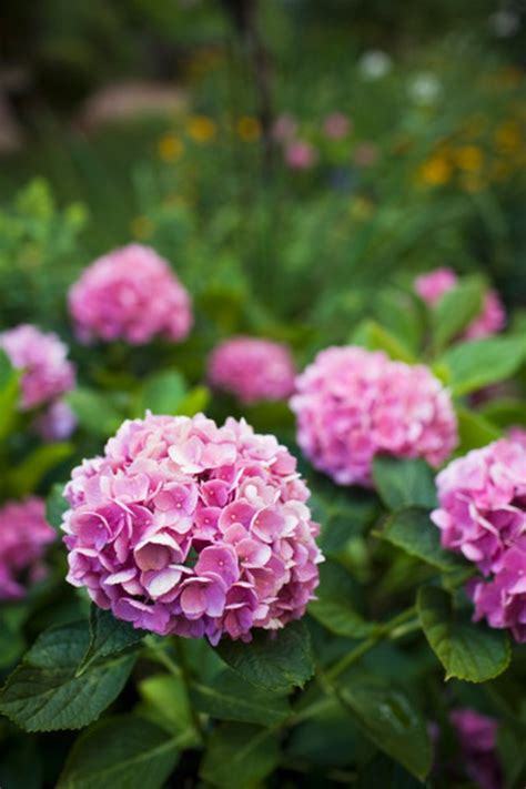 Shade Loving Perennials That Bloom All Summer Hunker