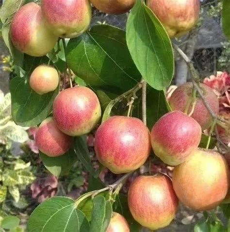 Well Wateredfull Sun Exposure Kashmiri Apple Ber Plant At Rs 45piece In Kolkata