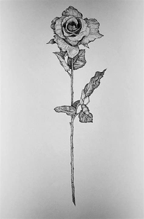 Stippled Rose Drawing Stippling Art Rose Drawing Tattoo Project