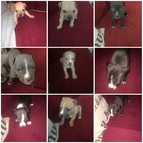 Shipping within usa and canada.airport and door step delivery. American Pit Bull Terrier Puppies For Sale | San Diego, CA #272423
