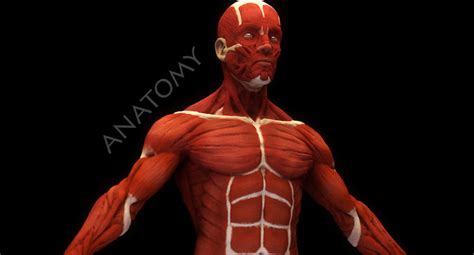 Anatomical Human Muscles 3d Model Cgtrader