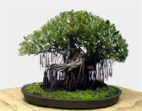 forever green art bonsai - Ozie Carden