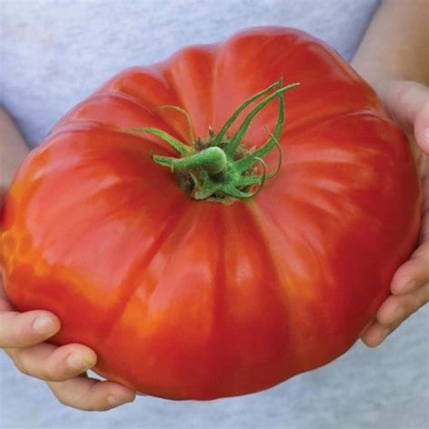 Heirloomsupplysuccess 100 Heirloom Beefsteak Tomato Seeds Etsy