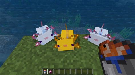What Do Axolotls Eat In Minecraft Answered