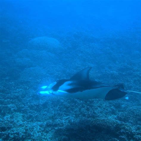Diving With Manta Rays In Bora Bora North And South Nomads Bora Bora