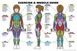 Pictures of Muscle To Exercise Chart