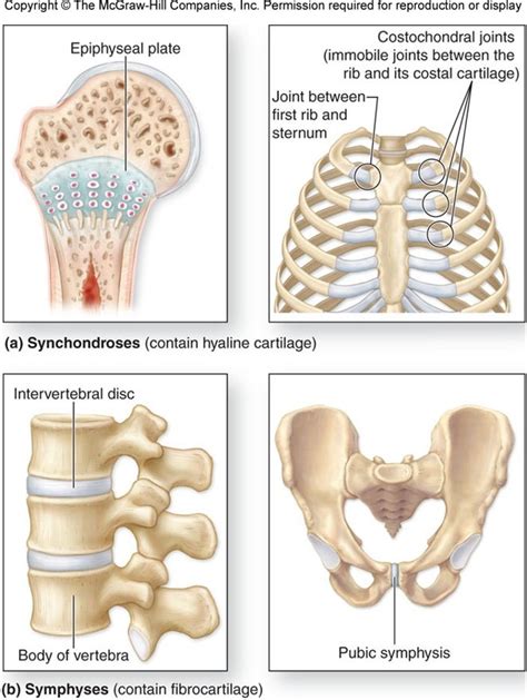 Cartilaginous Joints Diagram Quizlet