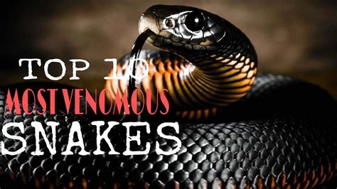 Top 10 Most Venomous Snakes In The World Ten Count