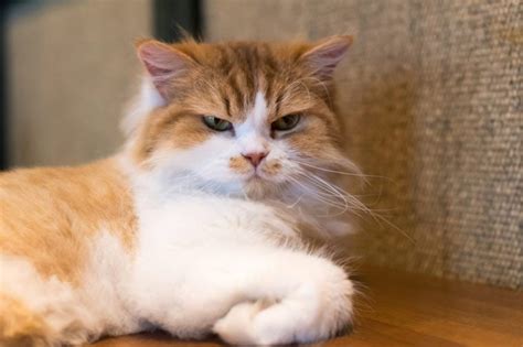 15 Signs You Cat Is Secretly Mad At You Readers Digest