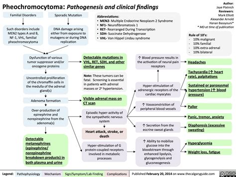 Pheochromocytoma Pathogenesis And Clinical Findings Medical Surgical