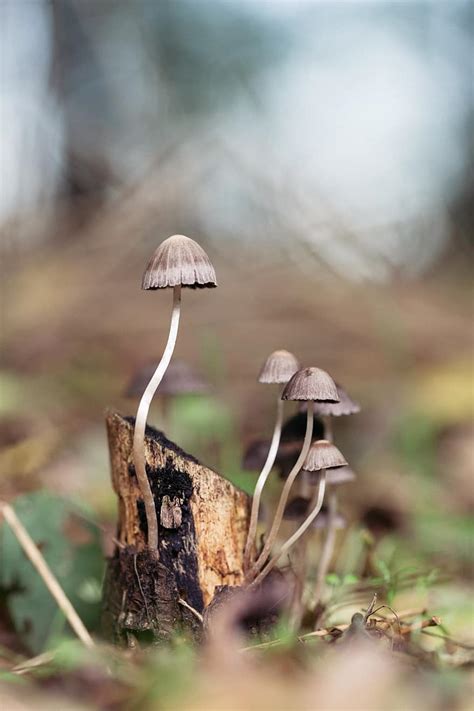 Mushroom Forest Magic Nature Fungus Fungi Autumn Season Wild
