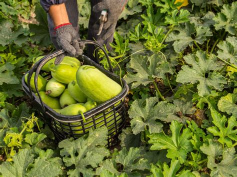 9 Surprising Benefits of Winter Melon | Organic Facts