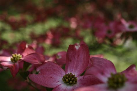 Close Up Pink Dogwood Flowers Free Nature Pictures By Forestwander