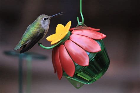We did not find results for: Wild Wings WWSFHF5 So Real Single Flower Hummingbird ...