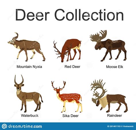 Deer Collection Vector Illustration Isolated On White Background