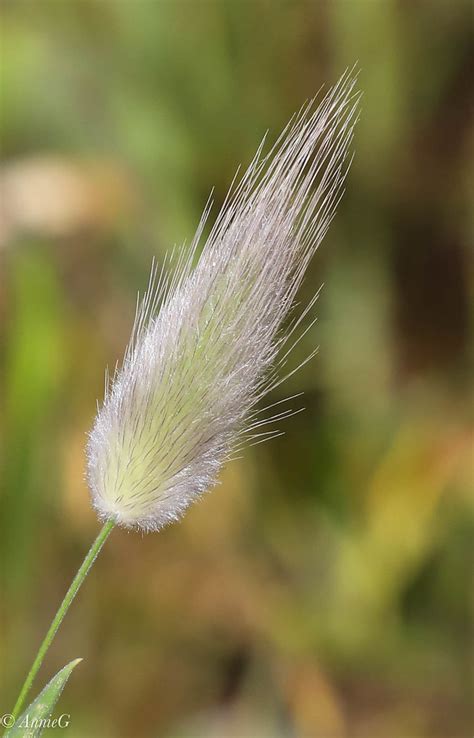 Bunnytail Grass 5974 Lagurus Ovatus Anne Gardiner Flickr