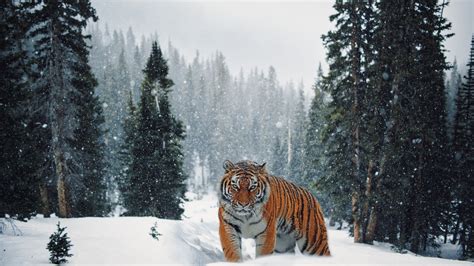 Download Wallpaper Siberian Tiger In Winter Landscape 2880x1620