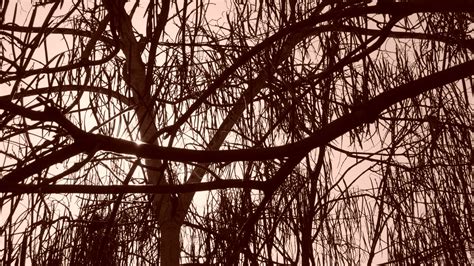 Tree Branches Lot Free Image Peakpx