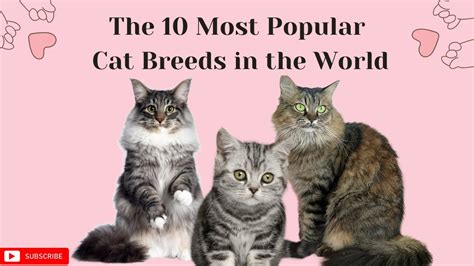 The 10 Most Popular Cat Breeds In The World Youtube