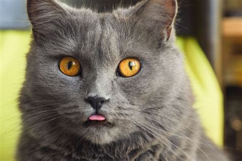 Cat Sticking Their Tongue Out Heres Why Thecatsite Articles