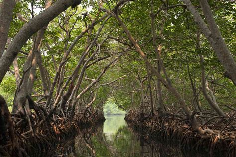 mangrove swamp plants