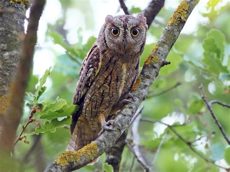 Eurasian Scops Owl EBird