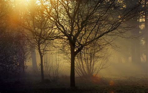 1 Landscapes Trees Forest Woods Sunlight Filtered Fog Mist Wallpaper