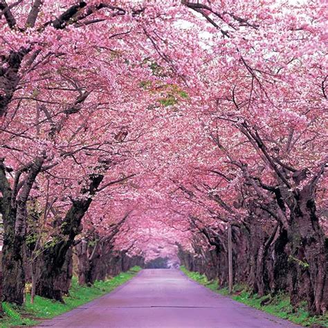 Sakura Seeds Weeping Cherry Tree Seeds 10pcspack