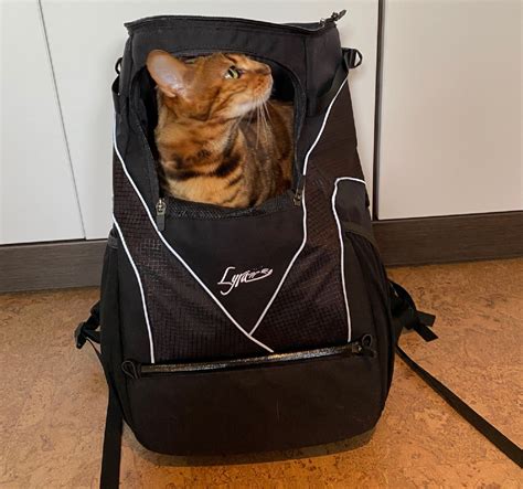12 Cat Backpacks Reviews Theoretically Teddy