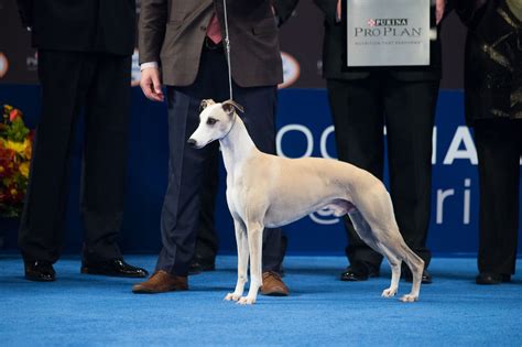 Whiskey The Whippet Wins Best In Show At 2018 National Dog Show