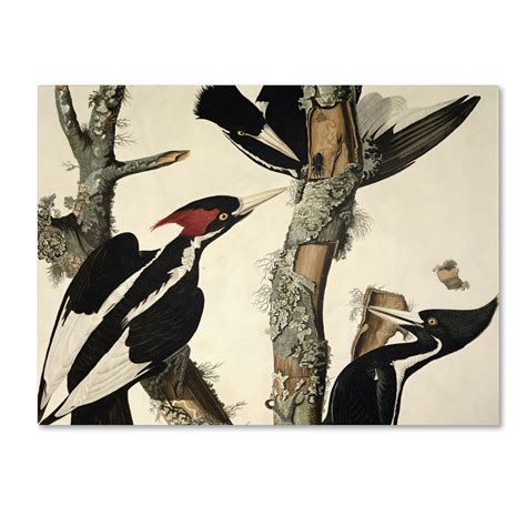 trademark global john james audubon ivory billed woodpecker canvas art