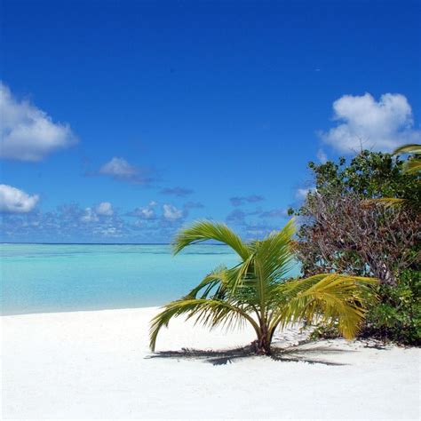 Maldives Beaches Blue Skies Ocean Palm Trees Ipad Air Wallpaper