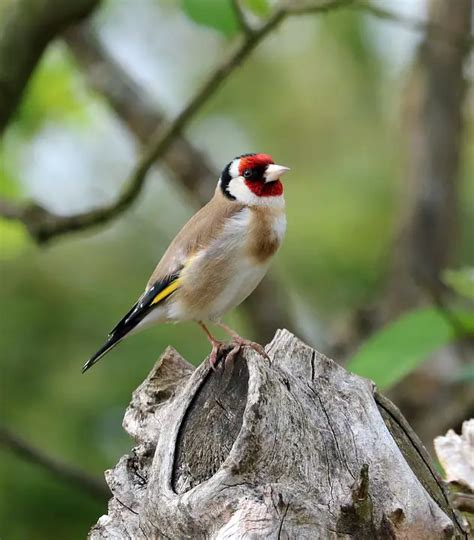 How To Attract Goldfinches To Your Garden Garden Bird Feeder