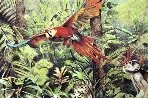 Tropical Rainforest Animals Drawings