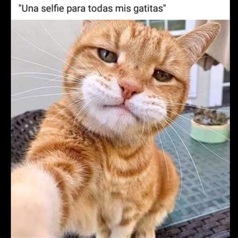 Gatos Graciosos Top Memes Mejores