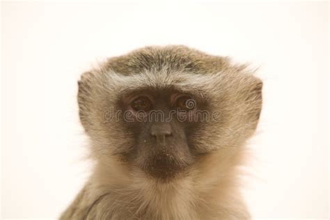 Portrait Of Vervet Monkey Stock Image Image Of Animal 6435753