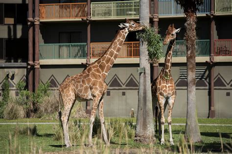 3 Generations Of Giraffe Celebrate Mothers Day At Disneys Animal